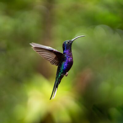 blue and green humming bird flying during daytime